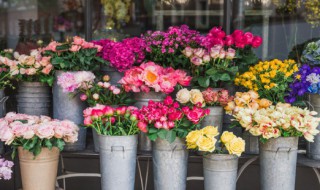 迎春花市宣传语（迎春花市广告语）