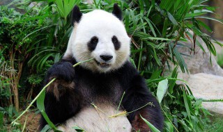 大熊猫为什么被称为活化石（大熊猫为什么被称为活化石(简写）