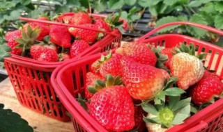 11月份的草莓是反季节水果吗（11月份的草莓是反季节水果吗宜春）