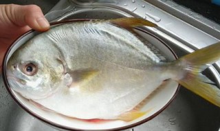金鲳鱼的功效与作用 金鲳鱼的功效与作用禁忌