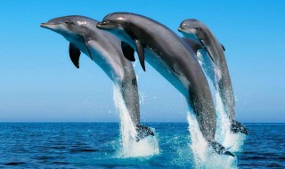 为什么海豚亲近人类 人类跟海豚是近亲吗