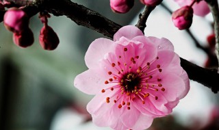 花草树木怎么过冬（花草树木怎么过冬采访）