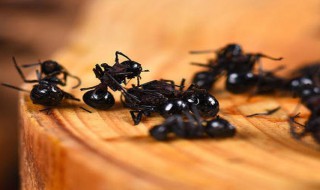 黑蚂蚁的功效与作用 黑蚂蚁的功效与作用及副作用