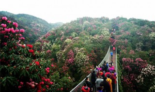 百里杜鹃风景名胜区介绍（百里杜鹃风景名胜区介绍图）