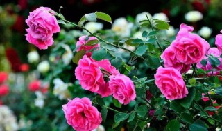 玫瑰花怎样种植和养护 玫瑰花怎样种植和养护知识