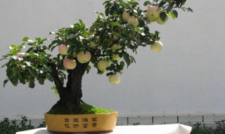 大棚观赏苹果盆栽种植方法 大棚苹果种植技术视频