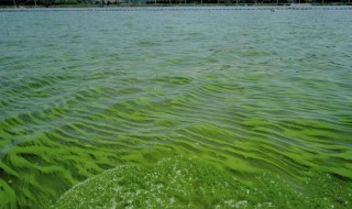 鱼塘水面有一层绿色泡沫怎么解决 鱼塘有绿色泡沫怎么办