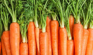 胡萝卜储存方法 胡萝卜储存方法用不用切萝卜缨