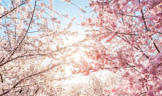 樱花与桃花区别（樱花与桃花区别在哪里）