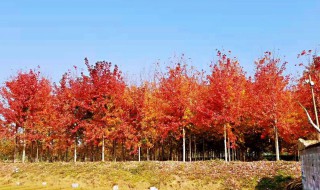美国红枫树种植管理技术有哪些 美国红枫树的栽植与养护