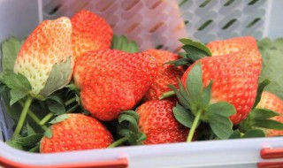草莓冬季怎样管理 草莓越冬怎样管理