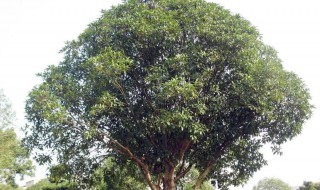 室外桂花种植方法和时间（室外桂花种植方法和时间视频）