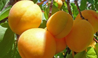 杏子的功效与作用 杏子的功效与作用及食用方法