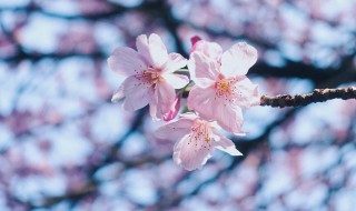 冬天形容屋里春暖花开的句子（冬天形容屋里春暖花开的诗句）