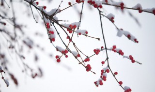 小雪人生感悟心情说说短语（小雪人生感悟心情说说短语怎么写）