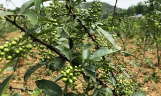 花椒树怎样修剪多挂果 花椒树挂果后还能剪枝吗