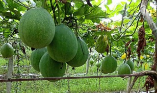 瓜蒌的种植方法 瓜蒌的种植方法和收获时间