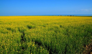 青海油菜花几月份开 青海油菜花几月份开放