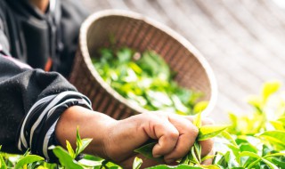 茶树的种植方法 茶树的种植方法和技术