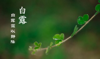 白露前后穿什么衣服 白露节后可以穿外套了吗