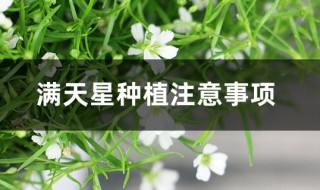 满天星种植注意事项（满天星要怎么样种植）