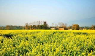 油菜花能钓鱼吗 你知道吗