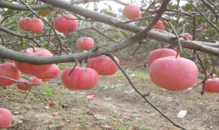 自根砧苹果苗木标准（苹果树自根砧）