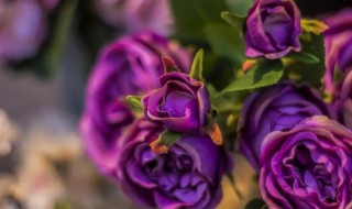 紫玫瑰花语是什么（紫玫瑰的花语是什么?）