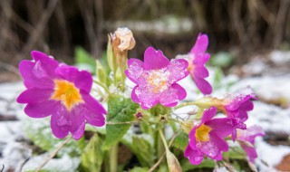 耐冬花的正确养殖方法 盆栽耐冬花怎么养