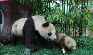 野生大熊猫只有中国才有吗（中国还有野生大熊猫吗?）