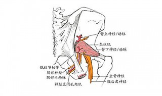 坐骨大孔由什么围成（坐骨大孔由什么围成有什么肌通过）