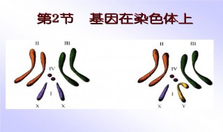 为何萨顿推测基因在染色体上?（萨顿为什么说基因在染色体上）