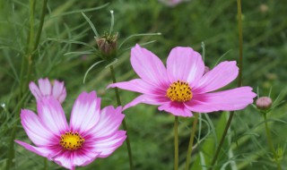 格桑花的花语是什么（格桑花花语是什么意思 寓意）