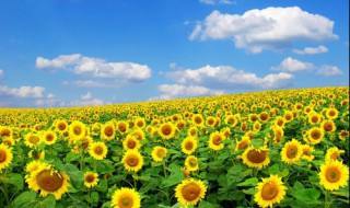 太阳花的花语是什么 太阳花花语是什么意思 寓意