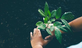 有哪些植物播种方法 有哪些植物播种方法图片