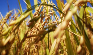 芒种节气在什么季节 芒种属于什么季节的节气