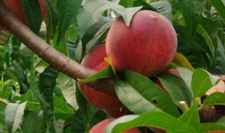 桃子怎么传播种子 桃子怎么传播种子的办法
