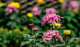 菊花的含义是什么（菊花的含义是什么意思）