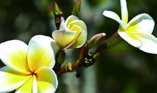 鸡蛋花怎么养活（鸡蛋花怎么养活的）