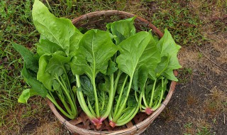 清爽芝麻菠菜墩怎么做 清爽芝麻菠菜墩怎么做视频