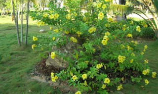 软枝黄蝉的花语 软枝黄蝉花的花语