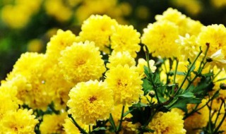 黄菊花的花语是什么
