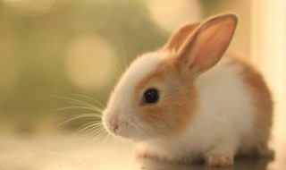 兔子可以喝水吗 兔子可以洗澡吗
