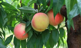 桃树缩叶病正确防治技巧 桃树缩叶病的防治方法