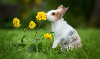 养兔子有臭味怎么解决 养兔子有异味怎么办
