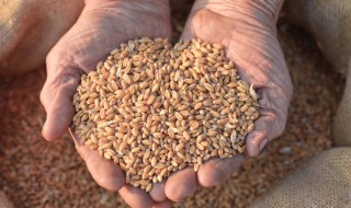 小麦保存的方法 小麦保存的方法是什么
