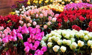 不同颜色的玫瑰花语 不同颜色的玫瑰花语每朵代表什么