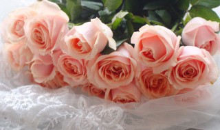 珍珠玫瑰花如何养 珍珠玫瑰花养殖方法