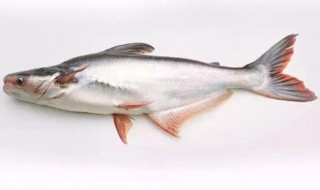 巴沙鱼是进口的还是国产的（巴沙鱼是进口还是国内的）