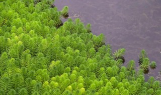 金鱼藻是藻类植物吗（金鱼藻是藻类植物吗为什么）